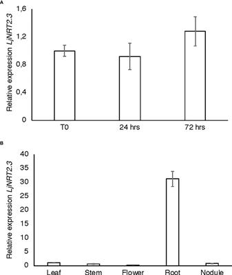 LjNRT2.3 plays a hierarchical role in the control of high affinity transport system for root nitrate acquisition in Lotus japonicus